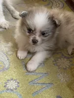 Toby, a male Pomeranian for sale in Boling, TX – Photo 4 of 7