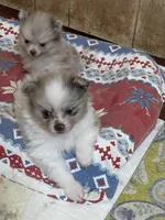 Toby, a male Pomeranian for sale in Boling, TX – Photo 3 of 7