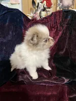 Toby, a male Pomeranian for sale in Boling, TX – Photo 2 of 7