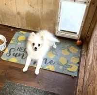 Ranger, a male Pomeranian for sale in Boling, TX – 2 of 4