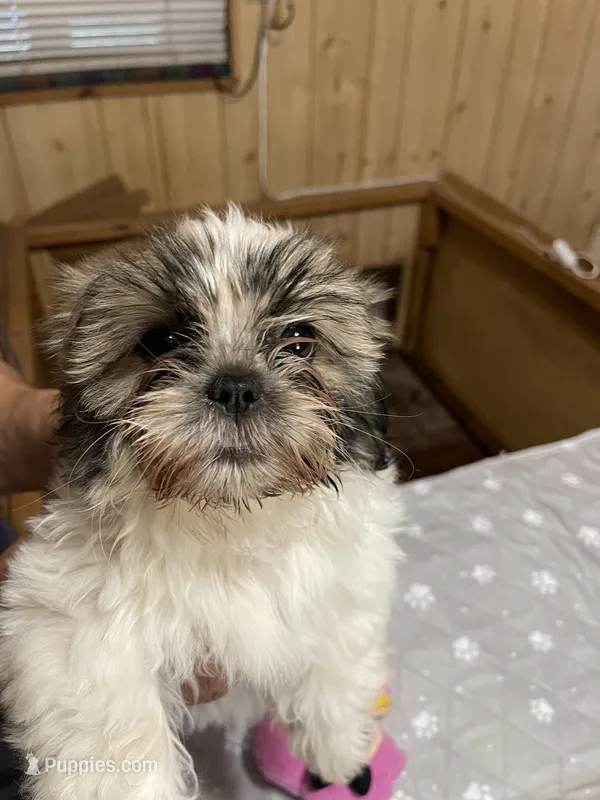 Chloe 2 – Shih Tzu puppy for sale in Boling, TX