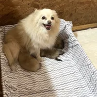 Champ, a male Pomeranian for sale in Boling, TX – Photo 4 of 4