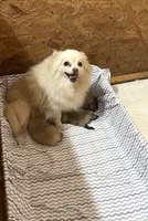 Champ, a male Pomeranian for sale in Boling, TX – Photo 4 of 4