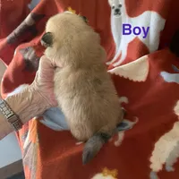 Champ, a male Pomeranian for sale in Boling, TX – Photo 3 of 4