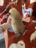 Champ, a male Pomeranian for sale in Boling, TX – Photo 3 of 4