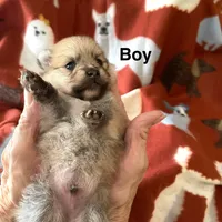 Champ, a male Pomeranian for sale in Boling, TX – Photo 2 of 4