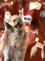 Champ, a male Pomeranian for sale in Boling, TX – Photo 2 of 4