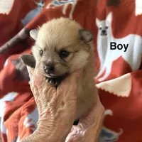 Champ, a male Pomeranian for sale in Boling, TX – Photo 1 of 4