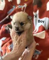 Champ, a male Pomeranian for sale in Boling, TX – Photo 1 of 4
