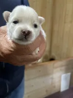 Manda’s koda, a male Pomeranian for sale in Boling, TX – Photo 3 of 3