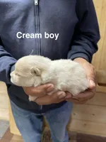 Manda’s koda, a male Pomeranian for sale in Boling, TX – Photo 2 of 3