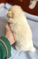 Manda’s white Parti , a male Pomeranian for sale in Boling, TX – 5 of 9