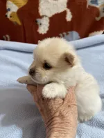 Manda’s white Parti , a male Pomeranian for sale in Boling, TX – 6 of 9