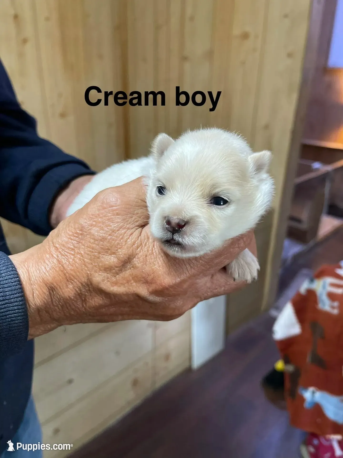 Manda’s white Parti , a male Pomeranian for sale in Boling, TX – 7 of 9