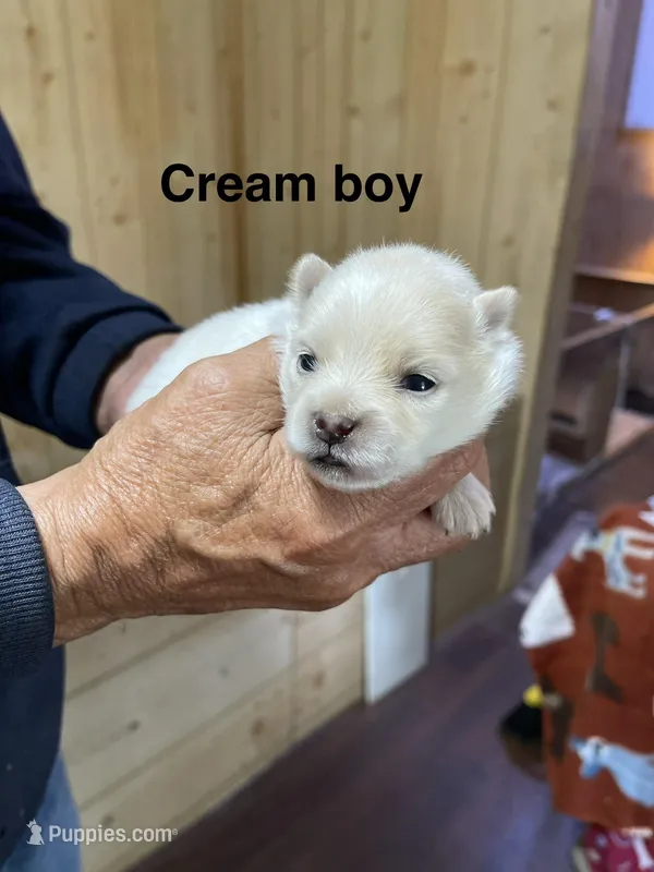 Manda’s koda – Pomeranian puppy for sale in Boling, TX