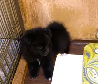 Manda’s black , a male Pomeranian for sale in Boling, TX – 2 of 9
