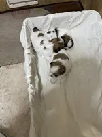 Chloe’s girl one, a female Shih Tzu for sale in Boling, TX – Photo 3 of 4