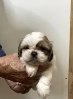 Chloe’s girl one, a female Shih Tzu for sale in Boling, TX – Photo 1 of 4