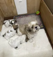 Chloe’s girl one, a female Shih Tzu for sale in Boling, TX – Photo 4 of 4