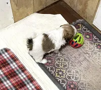 Chloe’s girl one, a female Shih Tzu for sale in Boling, TX – Photo 2 of 4