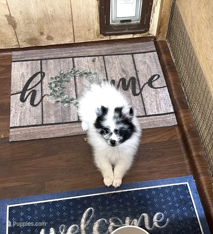Champ one reduced  – Pomeranian puppy for sale in Boling, TX