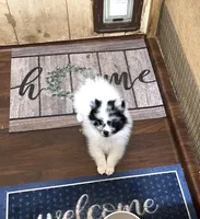 Champ one reduced , a male Pomeranian for sale in Boling, TX – 1 of 6