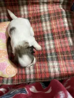 Dolly’s girl 1 reserved, a female Shih Tzu for sale in Boling, TX – Photo 6 of 7