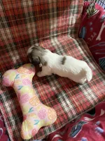 Dolly’s girl 1 reserved, a female Shih Tzu for sale in Boling, TX – Photo 7 of 7