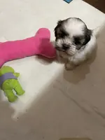 Dolly’s girl 1 reserved, a female Shih Tzu for sale in Boling, TX – Photo 3 of 7