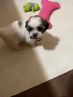 Dolly’s girl 1 reserved, a female Shih Tzu for sale in Boling, TX – Photo 1 of 7