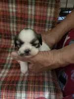 Dolly’s girl 1 reserved, a female Shih Tzu for sale in Boling, TX – Photo 4 of 7