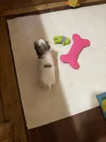 Dolly’s girl 1 reserved, a female Shih Tzu for sale in Boling, TX – Photo 2 of 7