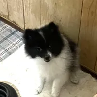 Panda’s girl on sale, a female Pomeranian for sale in Boling, TX – Photo 1 of 10