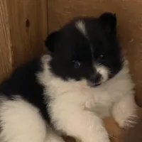 Panda’s girl on sale, a female Pomeranian for sale in Boling, TX – Photo 7 of 10