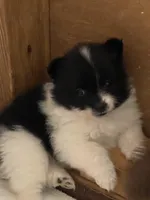 Panda’s girl on sale, a female Pomeranian for sale in Boling, TX – Photo 7 of 10