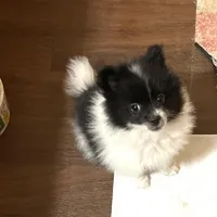 Panda’s girl on sale, a female Pomeranian for sale in Boling, TX – Photo 4 of 10