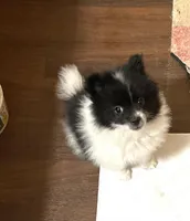 Panda’s girl on sale, a female Pomeranian for sale in Boling, TX – Photo 4 of 10