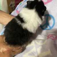 Panda’s girl on sale, a female Pomeranian for sale in Boling, TX – Photo 10 of 10