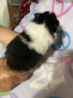 Panda’s girl on sale, a female Pomeranian for sale in Boling, TX – Photo 10 of 10