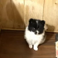 Panda’s girl on sale, a female Pomeranian for sale in Boling, TX – Photo 3 of 10