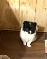 Panda’s girl on sale, a female Pomeranian for sale in Boling, TX – Photo 3 of 10
