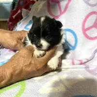 Panda’s girl on sale, a female Pomeranian for sale in Boling, TX – Photo 9 of 10