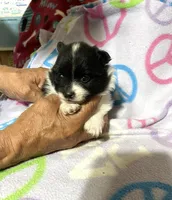 Panda’s girl on sale, a female Pomeranian for sale in Boling, TX – Photo 9 of 10