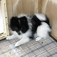 Panda’s girl on sale, a female Pomeranian for sale in Boling, TX – Photo 2 of 10