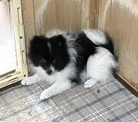 Panda’s girl on sale, a female Pomeranian for sale in Boling, TX – Photo 2 of 10