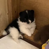 Panda’s girl on sale, a female Pomeranian for sale in Boling, TX – Photo 8 of 10