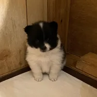 Panda’s girl on sale, a female Pomeranian for sale in Boling, TX – Photo 6 of 10