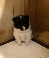 Panda’s girl on sale, a female Pomeranian for sale in Boling, TX – Photo 6 of 10