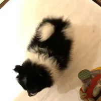 Panda’s girl on sale, a female Pomeranian for sale in Boling, TX – Photo 5 of 10