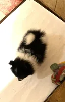 Panda’s girl on sale, a female Pomeranian for sale in Boling, TX – Photo 5 of 10